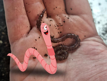 Compost Worms