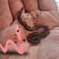 Compost Worms