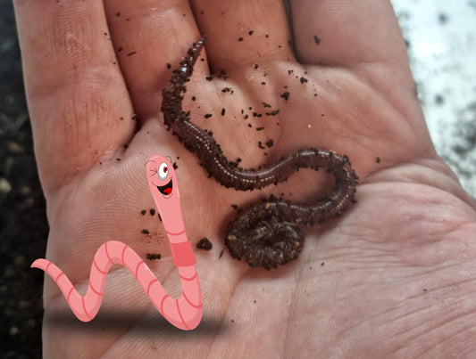 Compost Worms