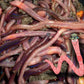 Bait Worms (nightcrawlers)