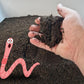 Worm Castings (pick up only)